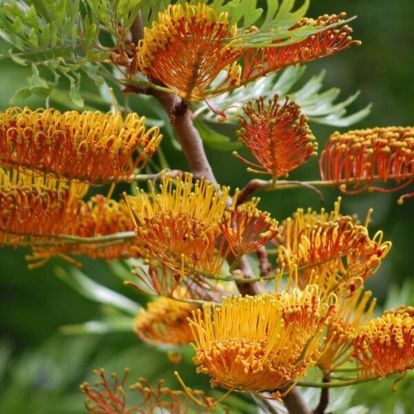 Grivillia Robusta