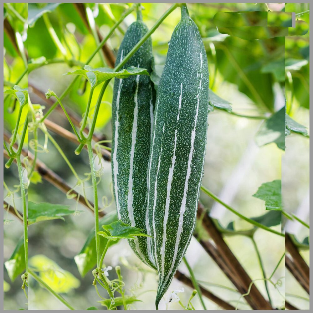 Snakegourd Green Short vegetable seeds