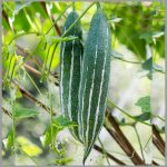 Snakegourd Green Short vegetable seeds