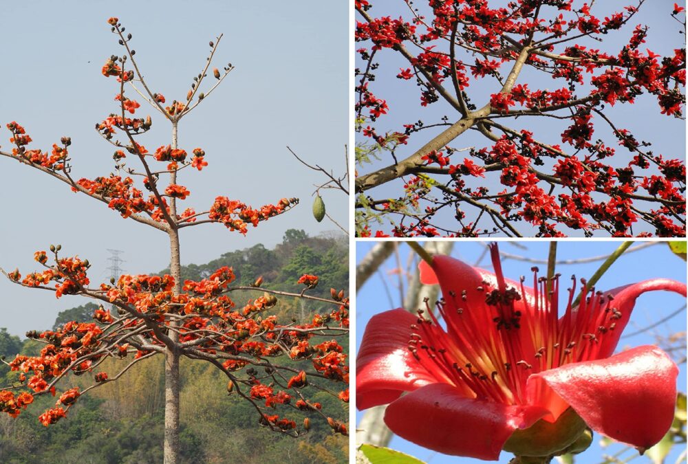 Bombax ceiba Silk Cotton tree seeds