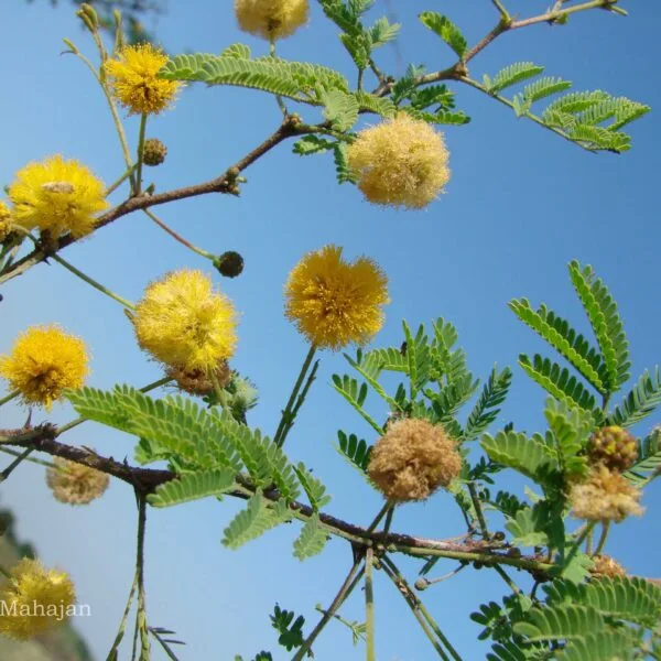 Organic Acacia Farnesiana Scented Babul Tree seeds