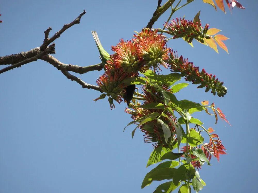 Acrocarpus fraxinifolius Pink Sedar tree seeds