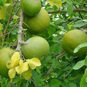 Aegle Marmelos Bel fruit tree seeds (12)