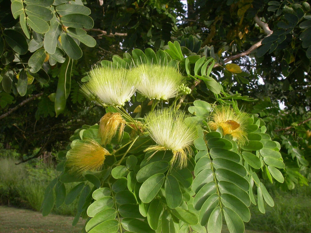 Albizia Lebbeck Dirishinam tree seeds