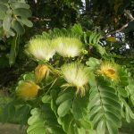 Albizia Lebbeck Dirishinam tree seeds