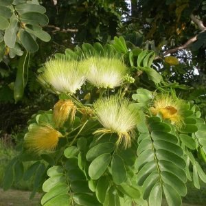 Albizia Lebbeck Dirishinam tree seeds