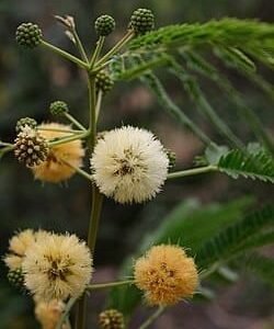 Albizzia Odertissima