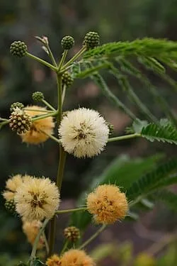 Albizzia Odertissima
