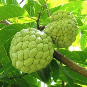 Annona Squamosa Custard apple Seethaphal tree seeds