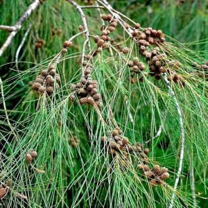 CASURIA EQUESTIFOLIA