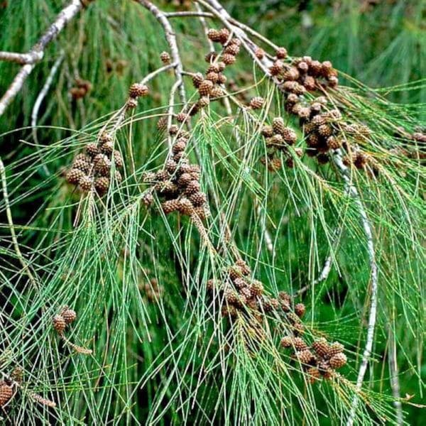 CASURIA EQUESTIFOLIA