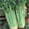 Celery Self Blanching open pollinated seeds - Image 2