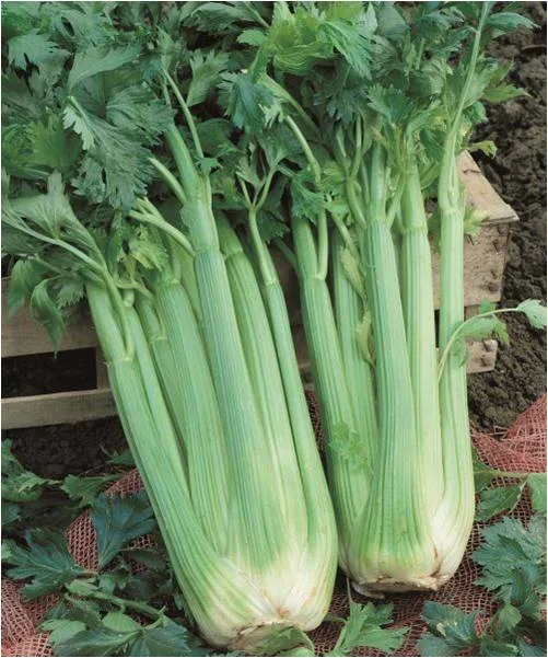 Celery Self Blanching open pollinated seeds - Hooga Seed Keepers Collective