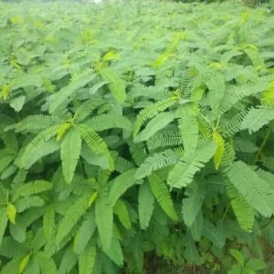 Daincha Seeds for healthier soil
