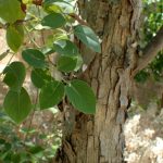 Dalbergia sissoo Eeti Indian rosewood tree seeds