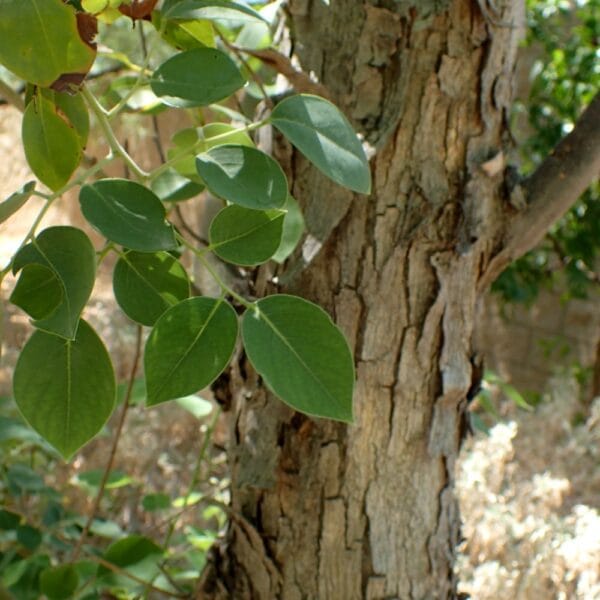 Dalbergia sissoo Eeti Indian rosewood tree seeds
