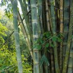 Dendracalamus Strictus Solid Small Bamboo tree seeds