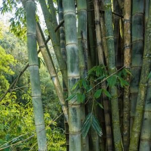 Dendracalamus Strictus Solid Small Bamboo tree seeds