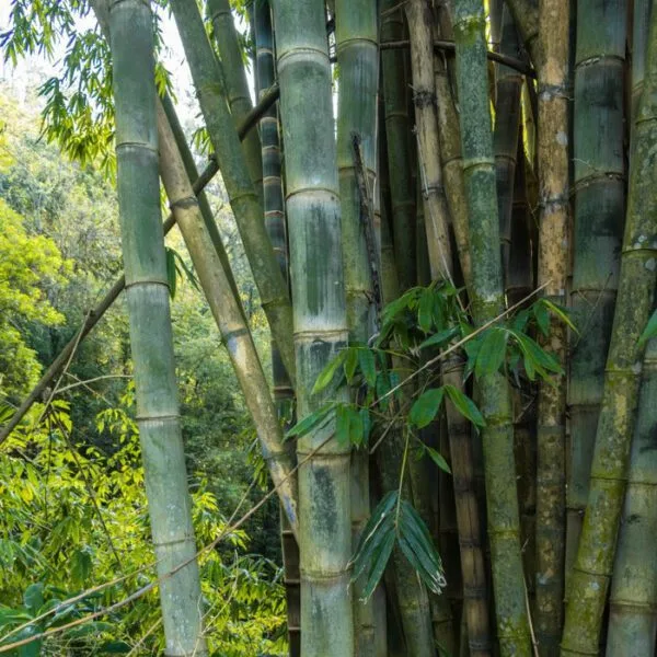 Dendracalamus Strictus Solid Small Bamboo tree seeds