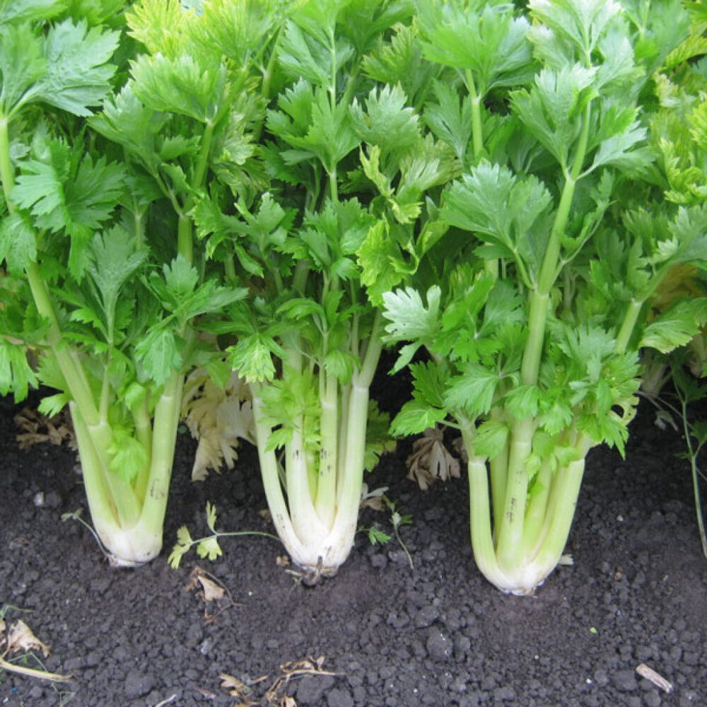 Celery Self Blanching open pollinated seeds