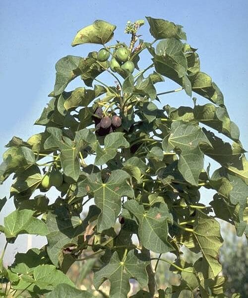 Jatroba Carcus organic tree seeds