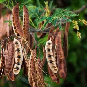 Acacia Catechu Khair tree seeds