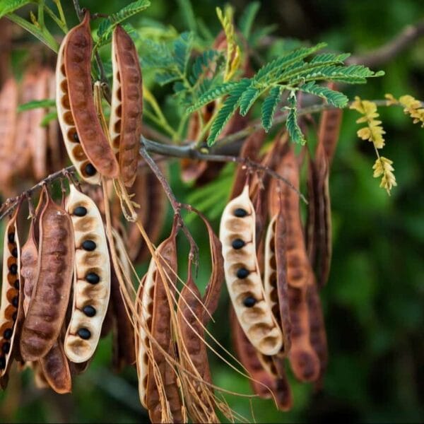 Acacia Catechu Khair tree seeds