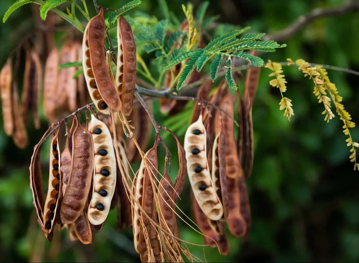 Acacia Catechu Khair tree seeds