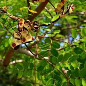 Adenanthera pavonina Coral Wood Red Bead Tree Seeds