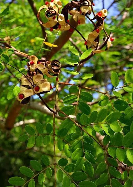Adenanthera pavonina Coral Wood Red Bead Tree Seeds