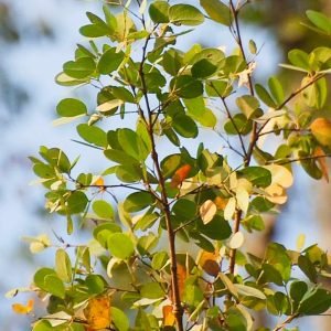 Hardwickia Binata organic tree seeds
