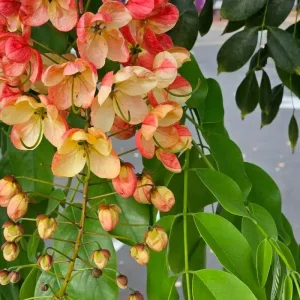 Cassia Javanica Apple blossom tree seeds