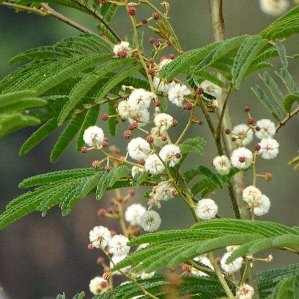Acacia Lucopholea