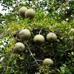 Feronia Elephantam organic tree seeds