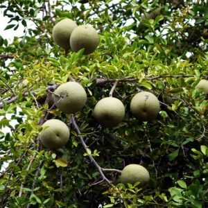 Feronia Elephantam organic tree seeds