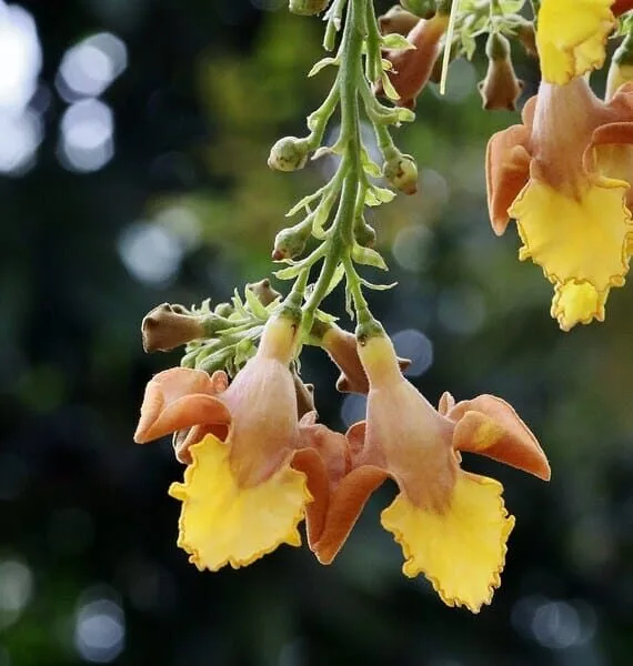 Gmelina Arborea organic tree seeds (44)