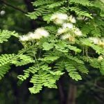 Albizia Richardiana Elephant ear tree seeds (14)