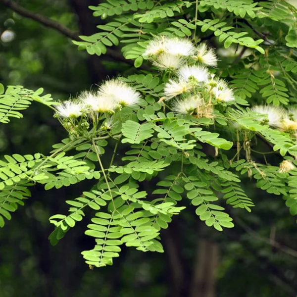 Albizia Richardiana Elephant ear tree seeds (14)