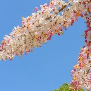 Cassia Grandis tree seeds (28)
