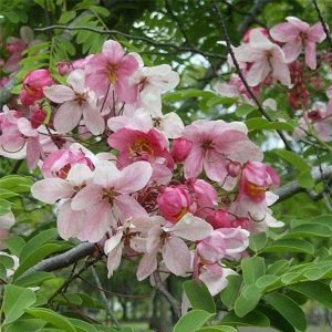 Cassia Nadosa pink shower tree seeds