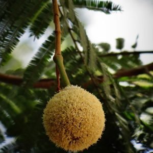 Parkia biglandulosa tennis ball tree seeds