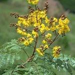 Peltophorum pterocarpum Yellow Gold Mohar tree seeds
