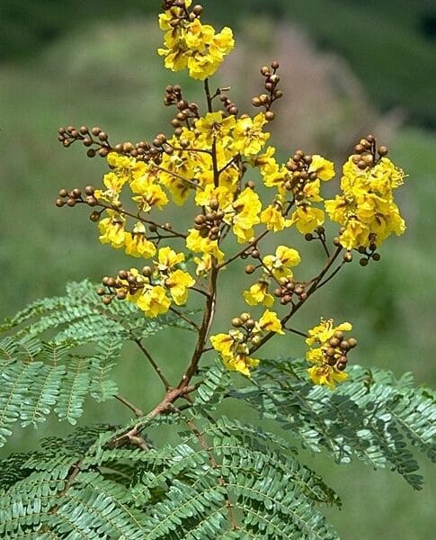 Peltophorum pterocarpum Yellow Gold Mohar tree seeds
