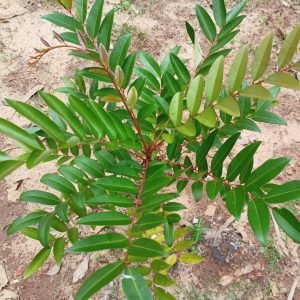 Simarouba glauca paradise tree seeds
