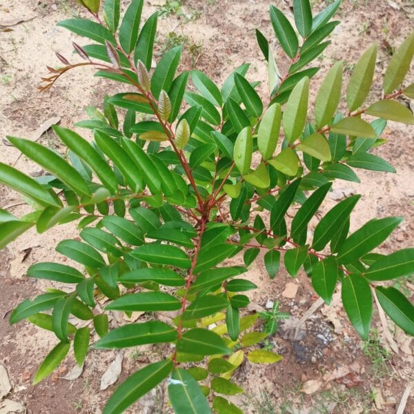 Simarouba glauca paradise tree seeds
