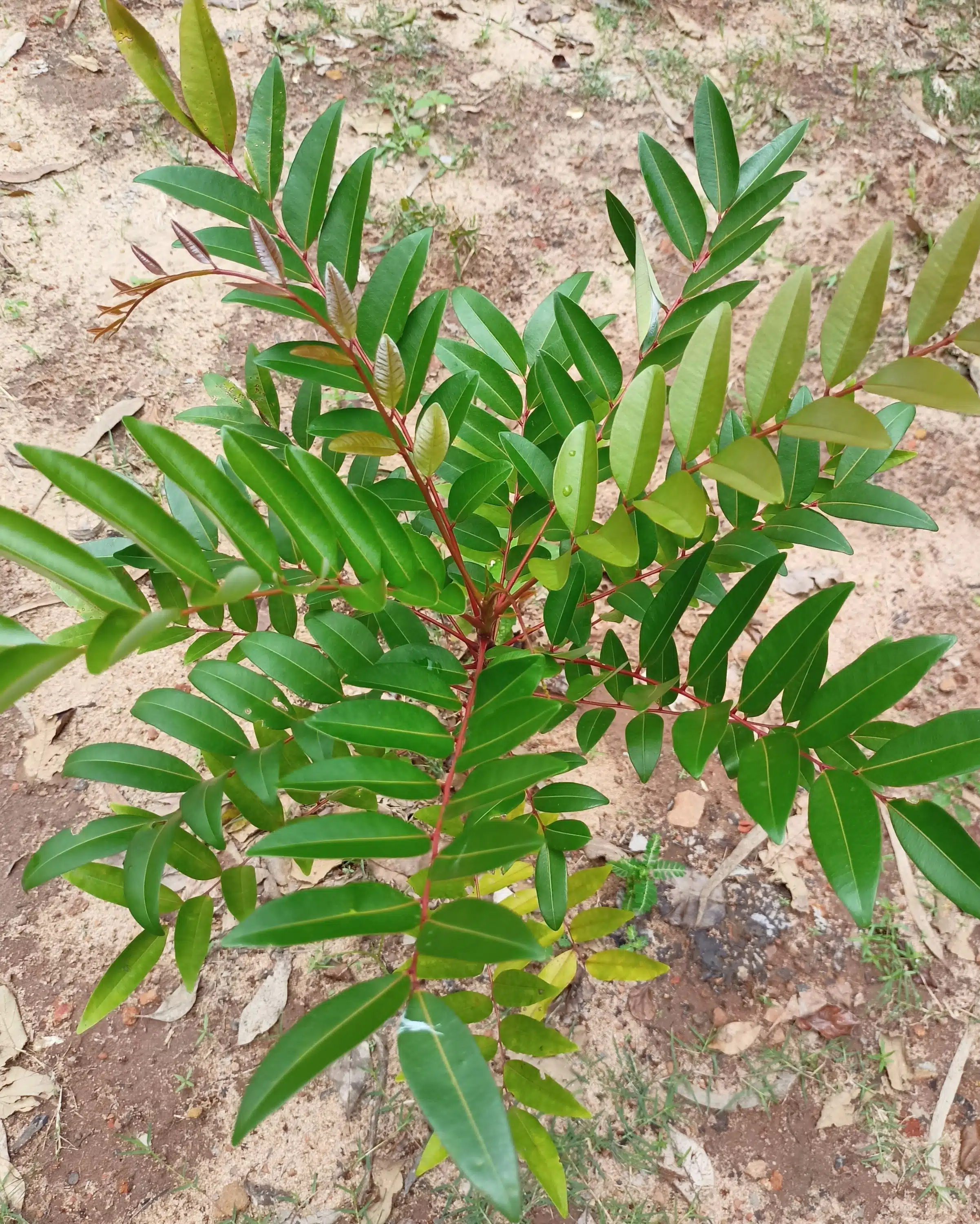 Simarouba glauca paradise tree seeds