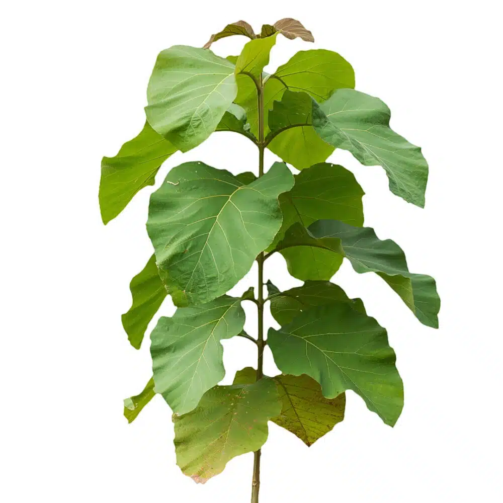 Tectona Grandis Teak tree seeds