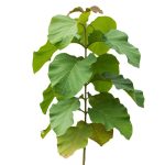 Tectona Grandis Teak tree seeds