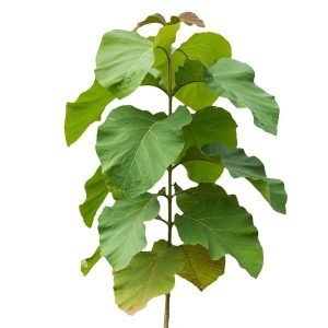 Tectona Grandis Teak tree seeds