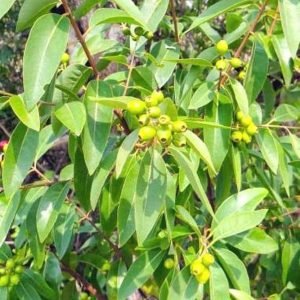 Santalum album sandal tree seeds